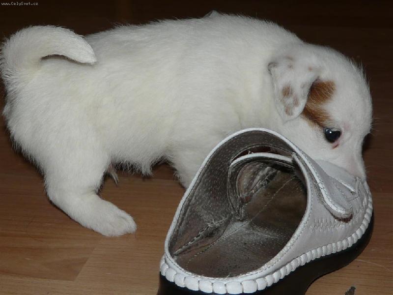 Foto: Proč je ta bota větší než já-Baileys zápasí s botou