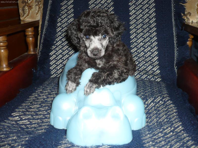 Foto: 7mi týdenní stříbrné štěně-Stříbrné štěňátko se spokojeně usadilo v dětském nočníku