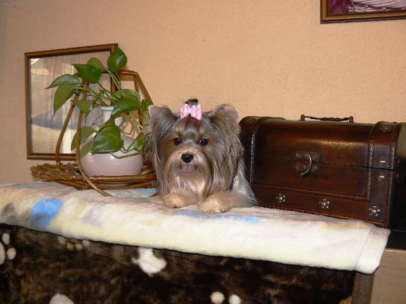 Foto: www.york-biewer-terier.cz-ten poklad je můj