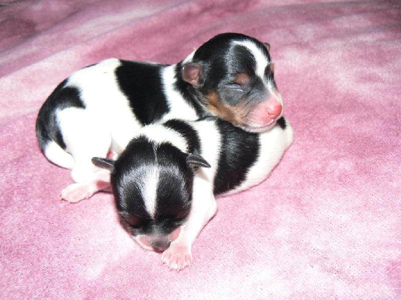 Foto: www.york-biewer-terier.cz-to co duši pohladí