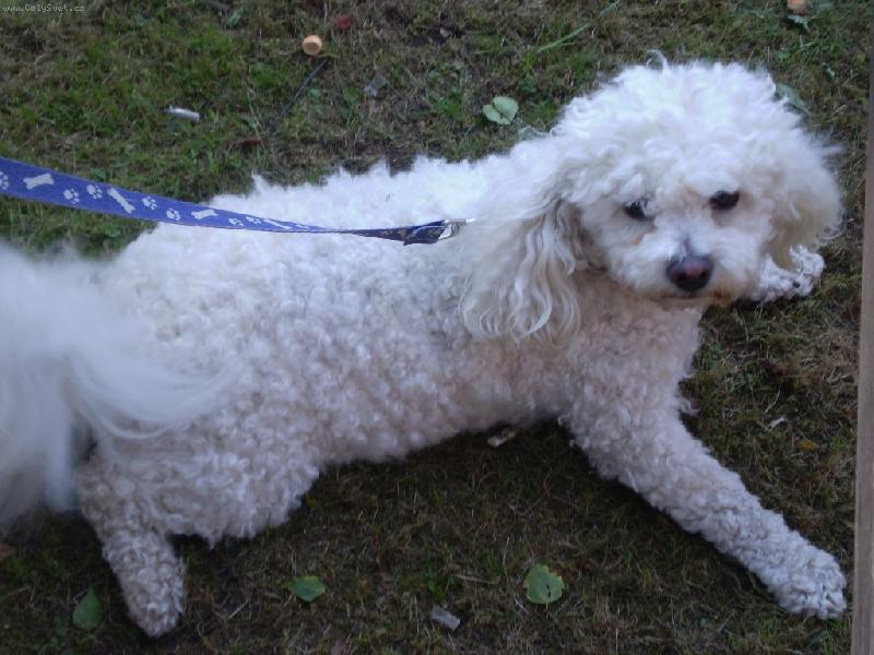 Foto: Scooby-Scooby na procházce