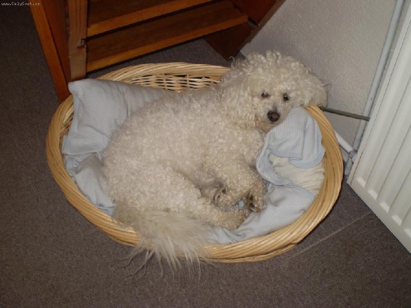 Foto: Scooby-Můj pelíšek