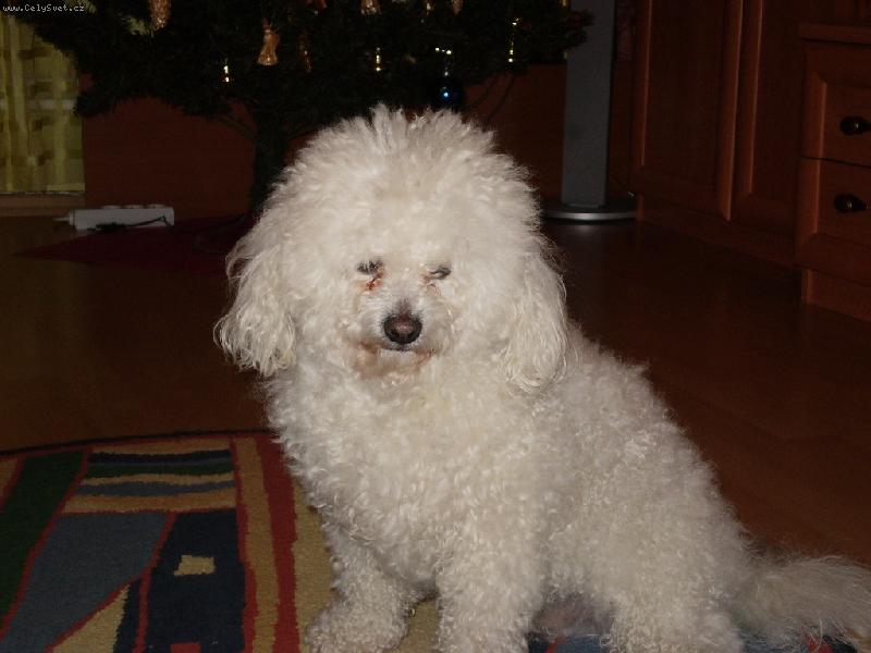 Foto: Scooby-Vykoupaný a načesaný na vánoce