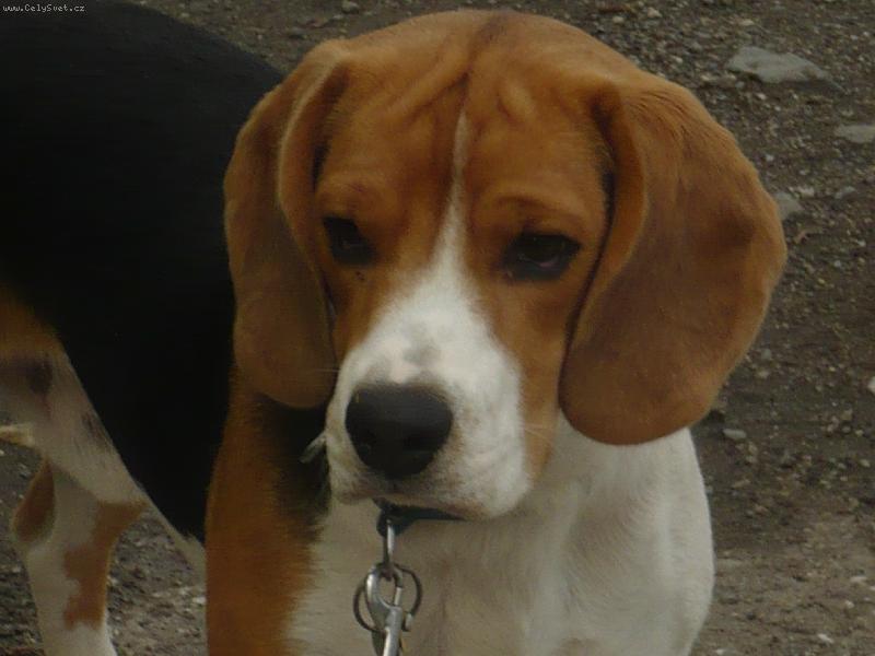 Foto: Billiček Olomouc 1rok-Billíček Olomouc 1rok