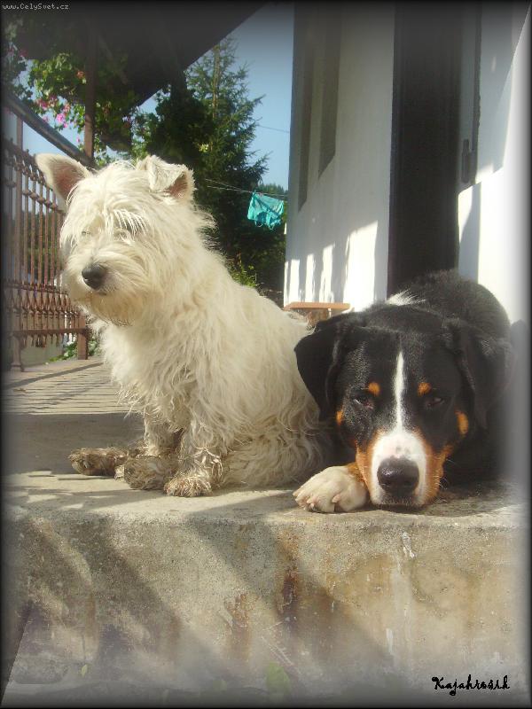 Foto: Angelo Novaboon Paradise & Babette Pančavská stezka-Jack (APZ) & Sophie (WHWT)