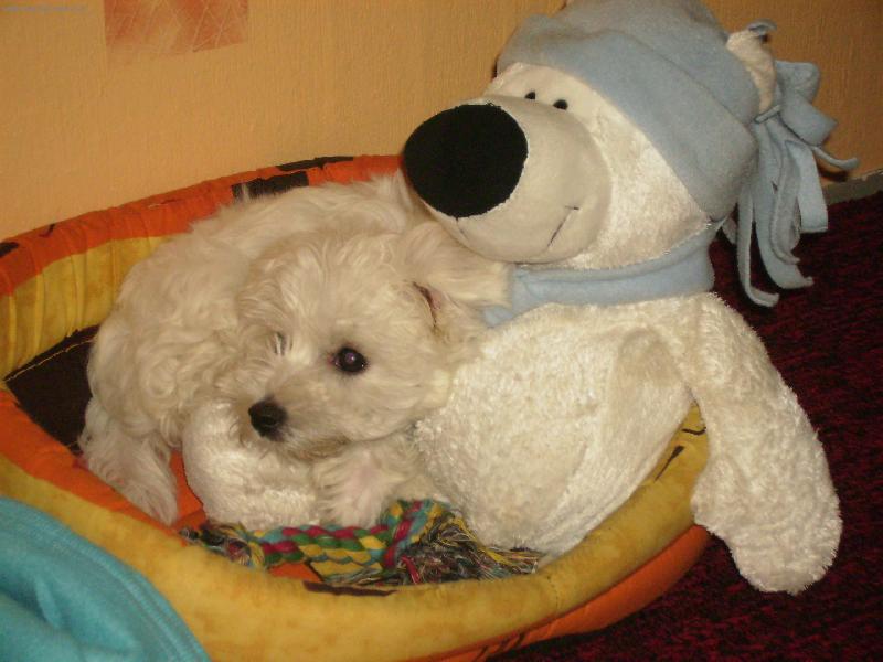 Foto: Matýsek-Ten míša je jen půjčený.....