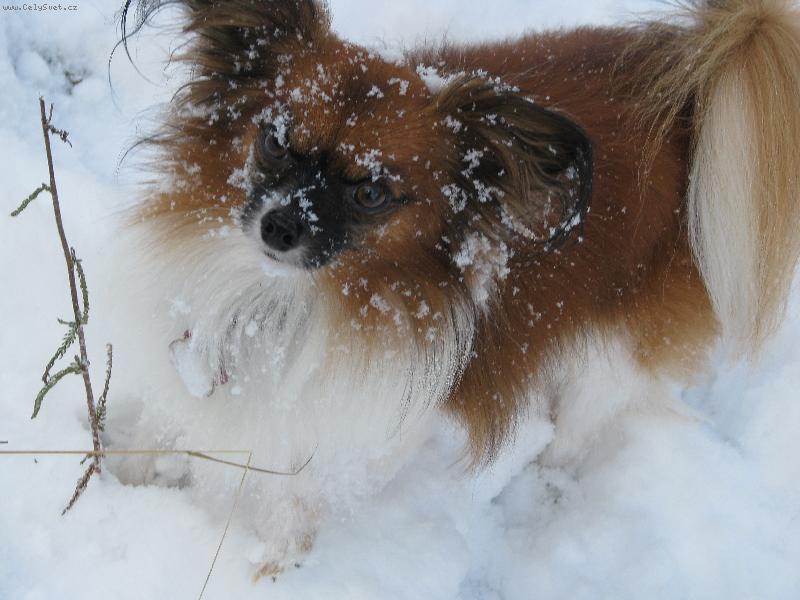 Foto: Atilla Nabuko JKL-sn�h m�m v�ude