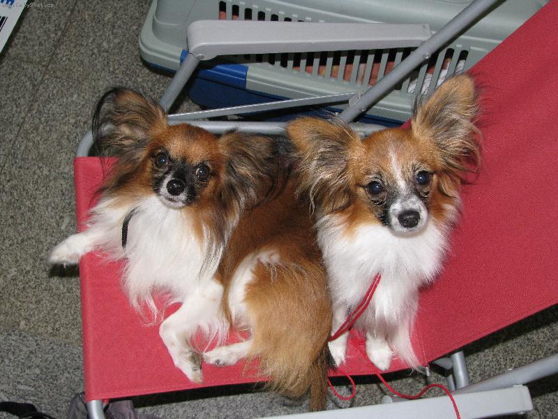 Foto: výstava-čekání-Barbie Atilla