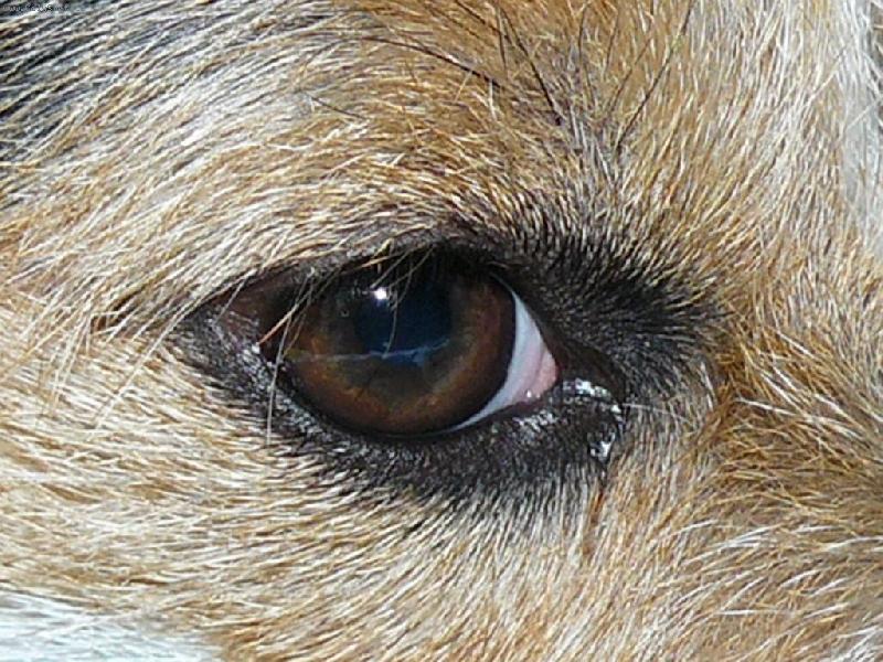 Foto: Wabirčino oko-Wabirka všechno jedním očkem sleduje