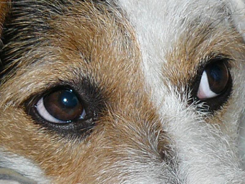 Foto: Wabirčiny obě oči-Wabirka je jak špion šuškyn