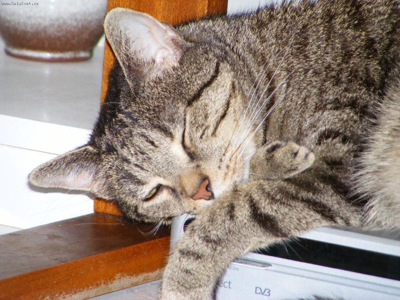 Foto: Kocourek Pepík po o.