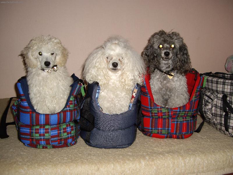 Foto: Tři králové- Sissi, Sunny, Matýsek