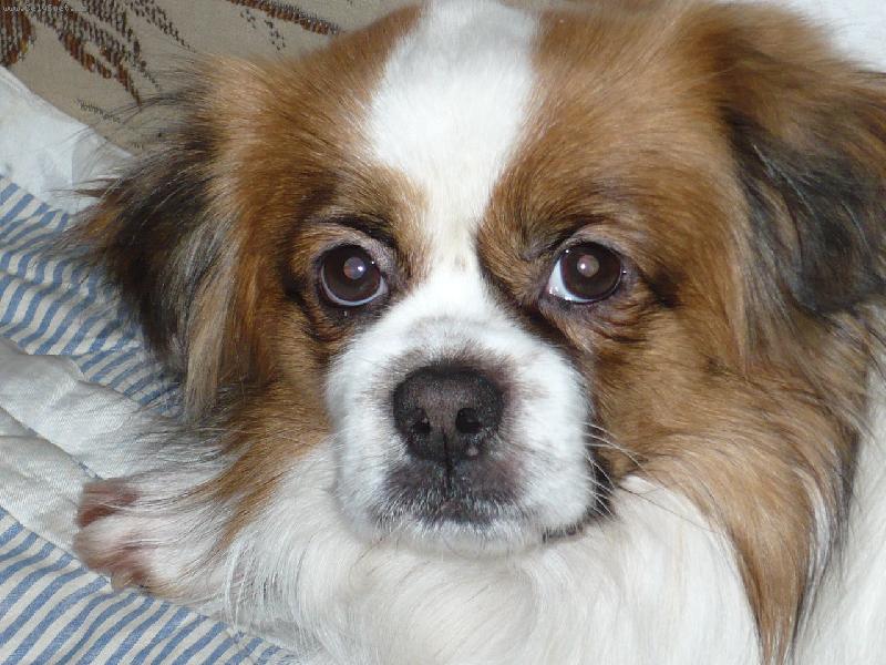 Foto: Tibetský paněl-portrét