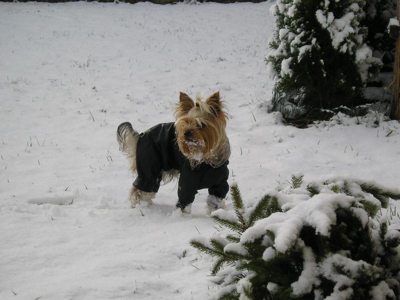 Foto: Jerry-Jorkšírek Jerry