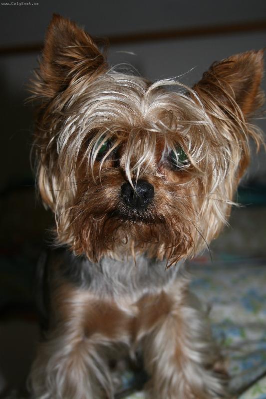 Foto: coo? tak nemám vyfoukanou hlavu, no :-)