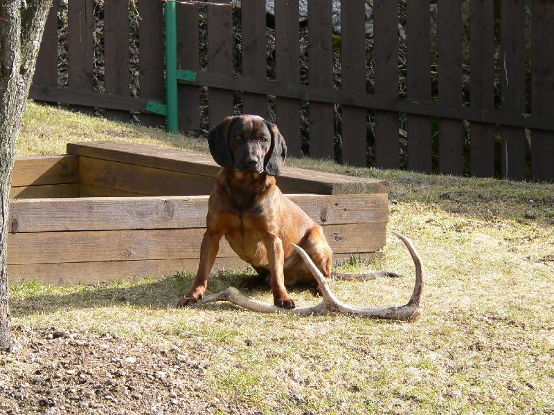 Foto: Bavorský barvář-Sedí