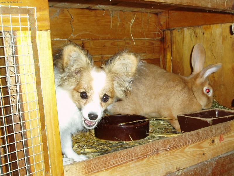 Foto: ušatí kamarádi