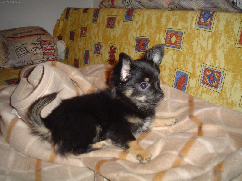 Foto: Jerry-náš šmudla