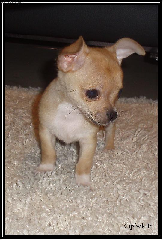 Foto: Cipísek-Cipísek doma