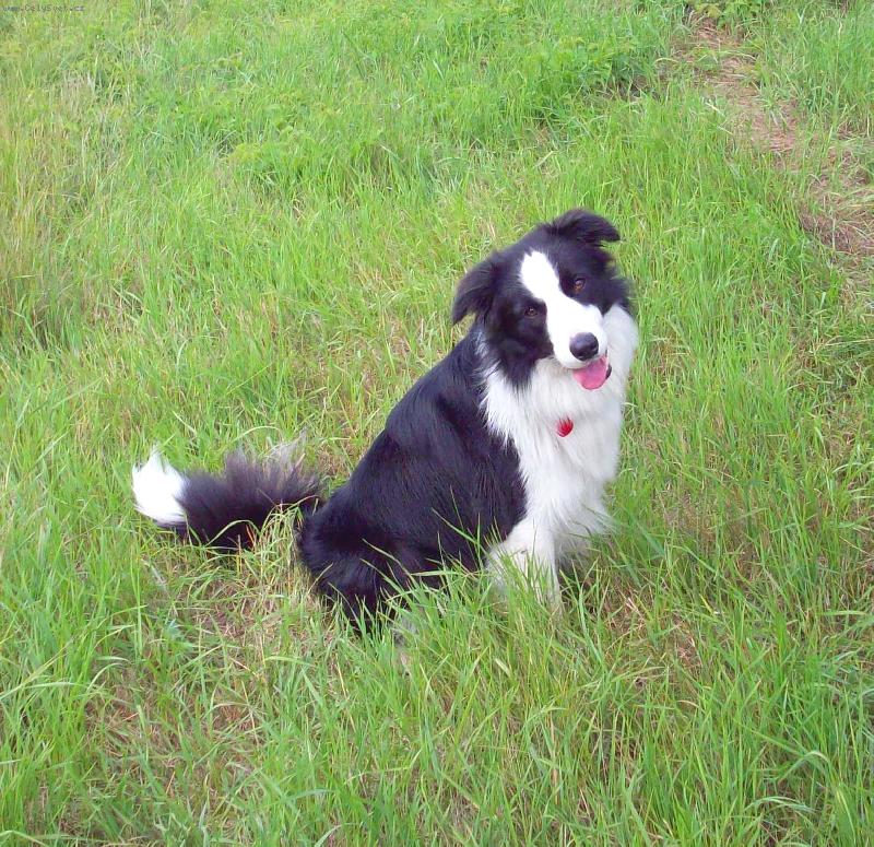 Foto: Falco-Falcovo roztomilý kukuč