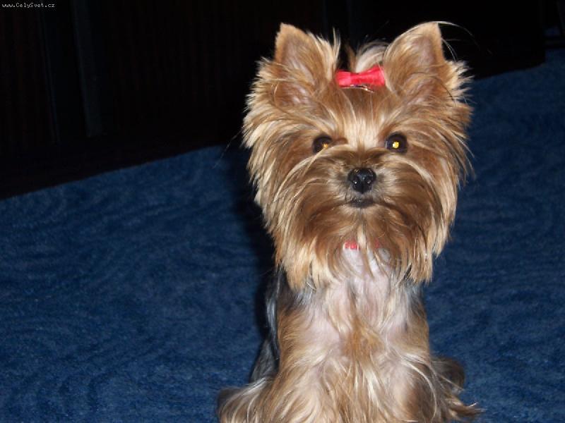 Foto: Nikynka-čekám hodíš my ten balonek