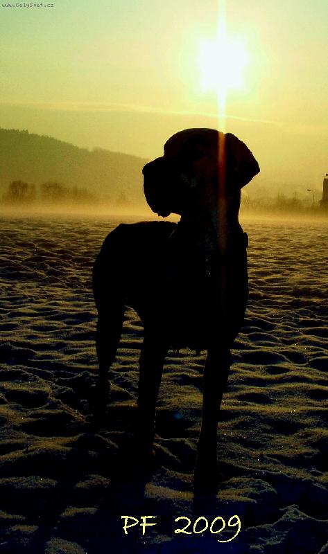 Foto: krásné vánoce všem