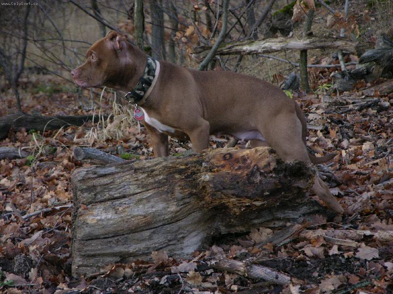 Foto: Listopad-rozjimání v lese