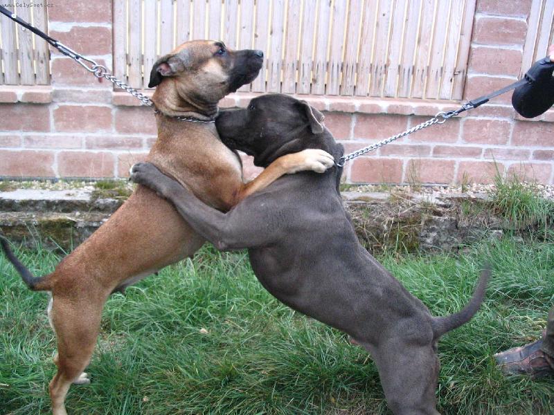 Foto: Cori a Soňa-kámoši