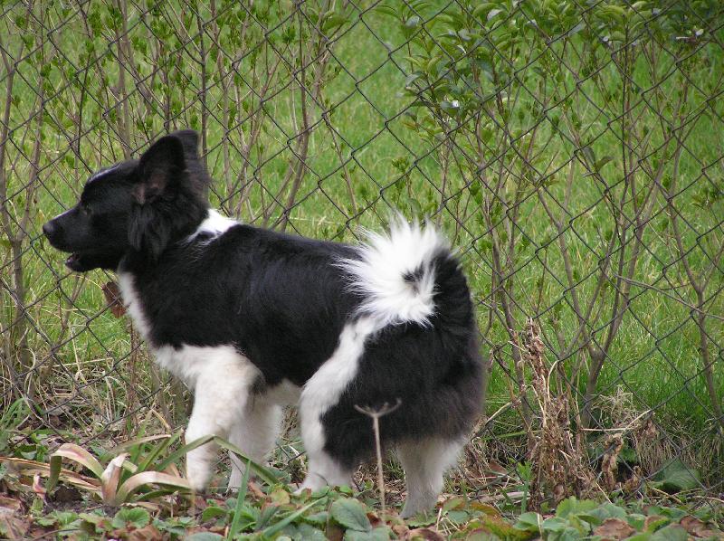 Foto: Roxana-náš domácí mazel slečna Roxana :-)