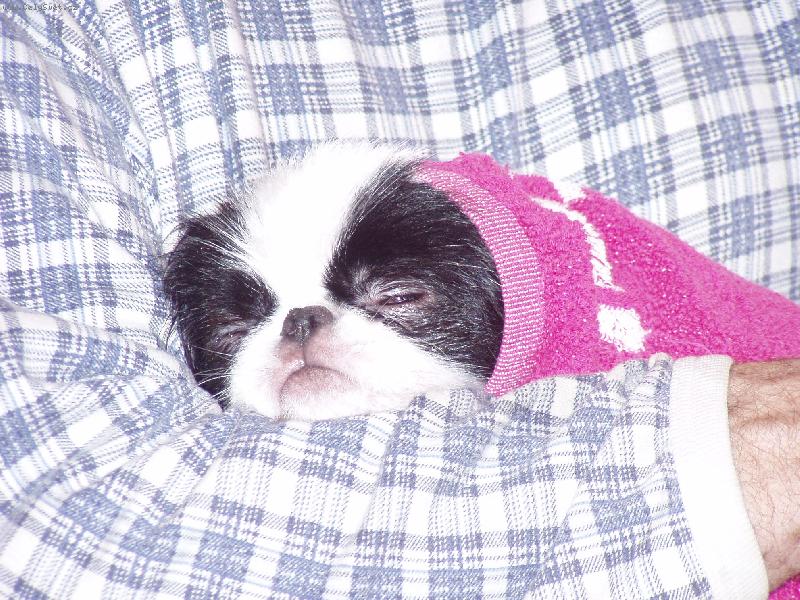 Foto: koupání před výstavou-Champ. Emia Mioschi Untis