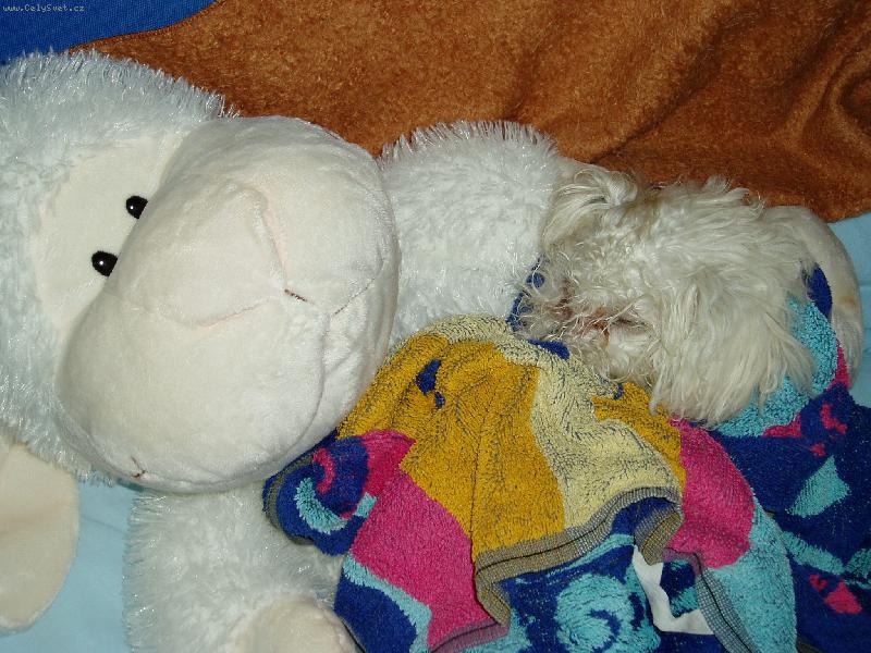 Foto: Honey-po koupely zabalená do ručníku a na plyšáku