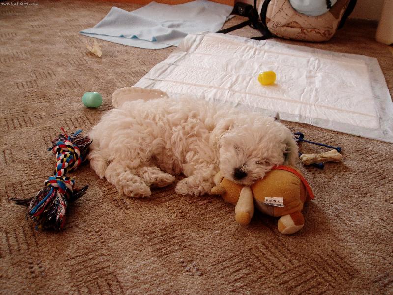 Foto: Honey-hajínkaj