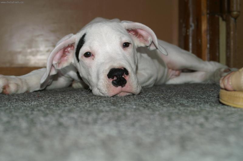 Foto: Náš malý hlídač