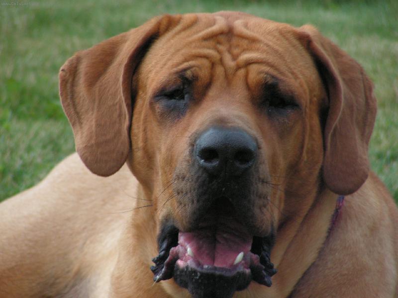 Foto: Basaki Kalabousek-Zívačka