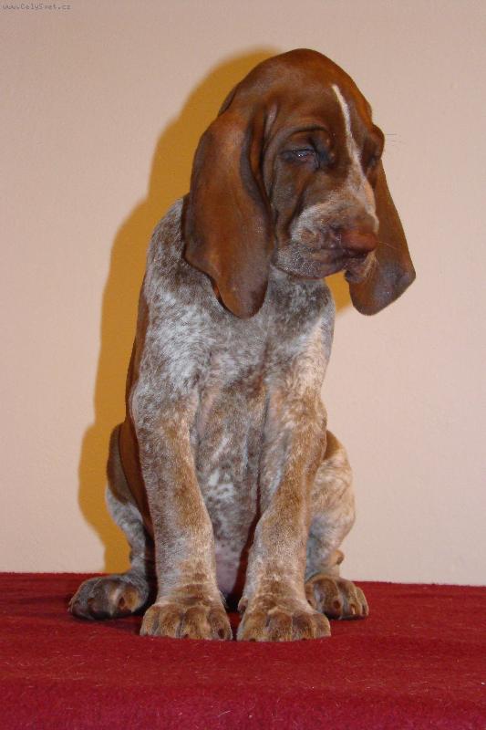 Foto: Agrippina di Witigenove-fena plemene italský ohař stáří  7 týdnů