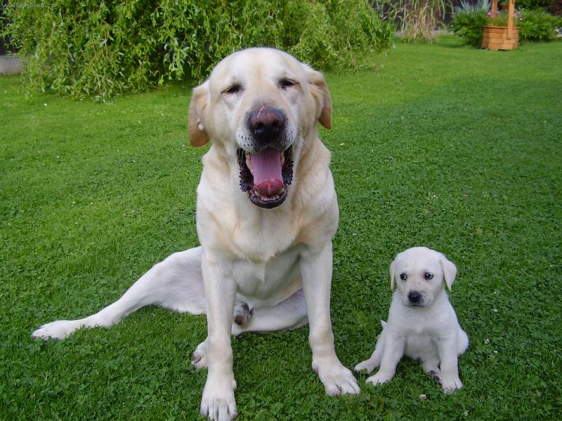 Foto: Táta má ale velkou tlamu
