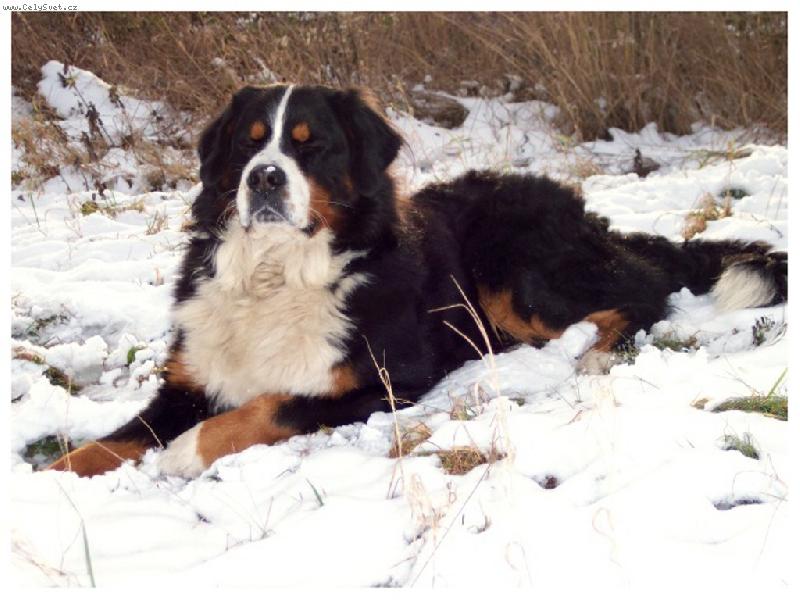 Foto: Na sněhu je prima