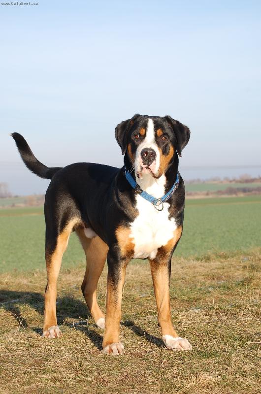 Foto: Erník :-)-www.pes-ernie.cz