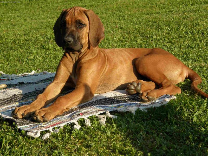 Foto: Novodobá sfinga :-)