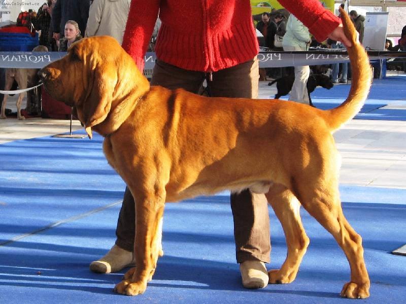 Foto: Almond Bascoretta - 1 rok-Mondík už pěkně vyrostl