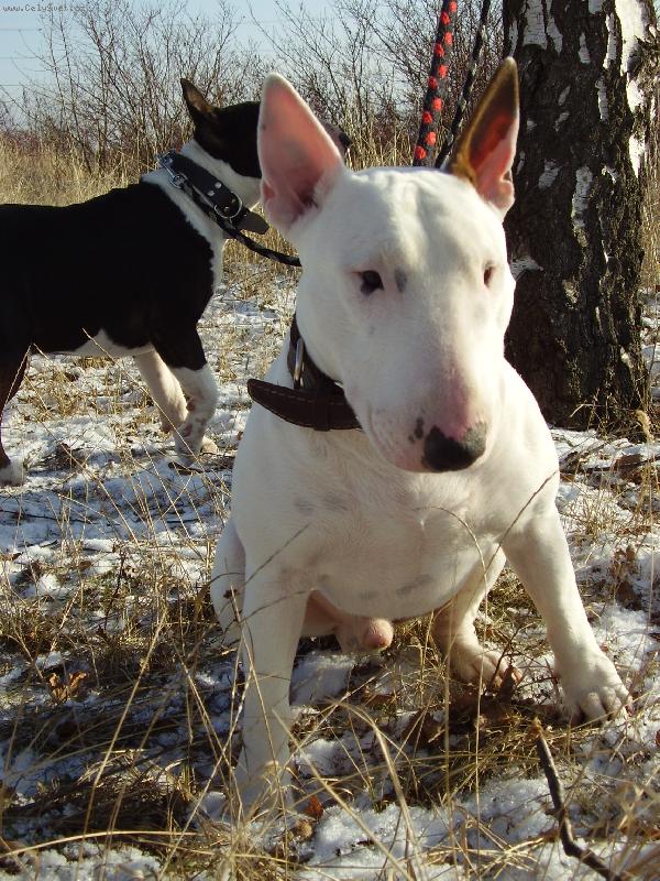 Foto: Bullterier-Timothy Leary