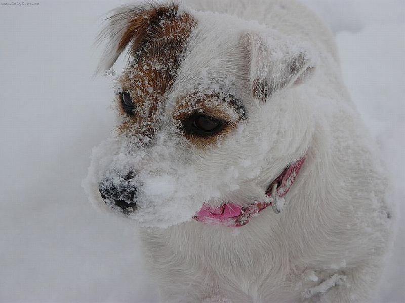 Foto: Zasněžená Wabira Drapichrust-Wabirka norovala myšičku ve sněhu