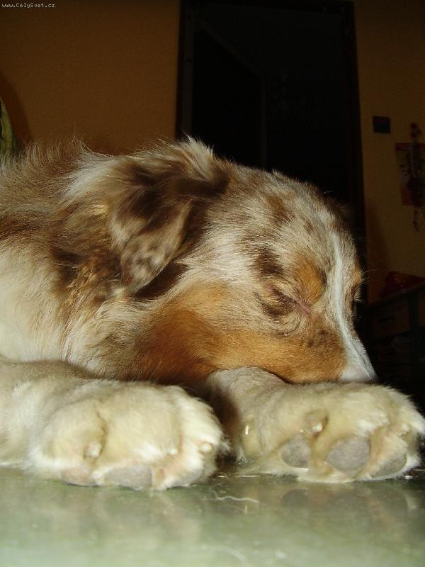 Foto: Guccík spinká