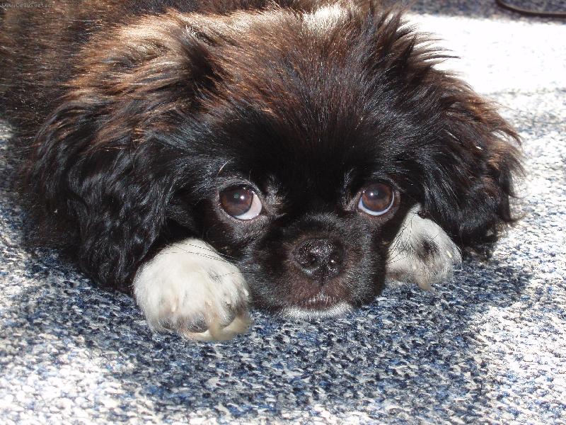 Foto: svatoušek-tak se tvářím, když něco provedu