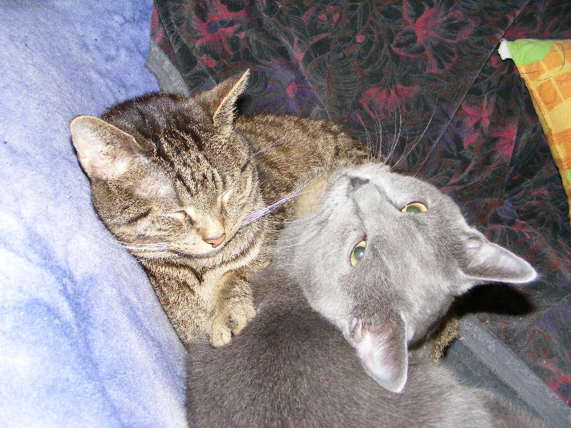 Foto: kocouři hodně domácí