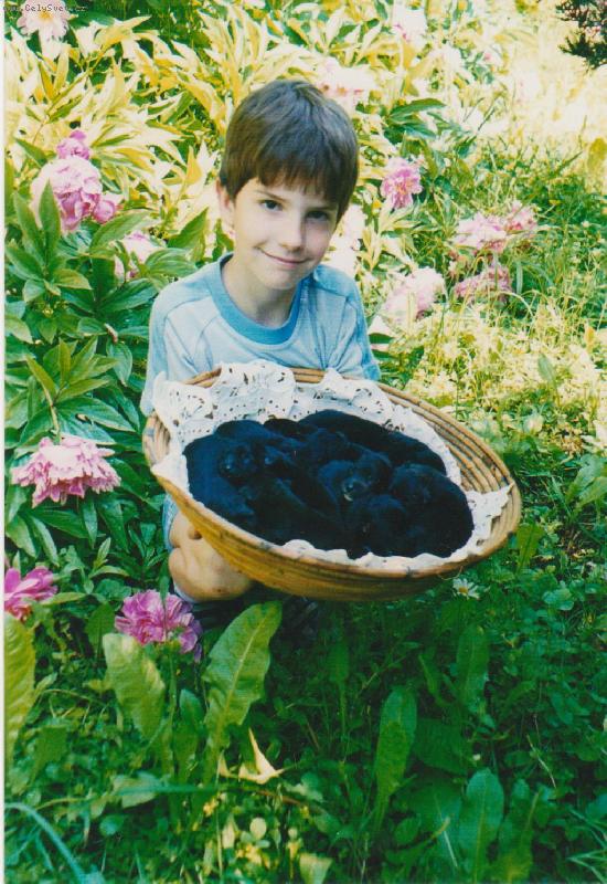 Foto: Štěňata velkého černého špice C.. Black Re-Jan Moravia-Štěňata velkého černého špice C. Black Re-Jan Moravia