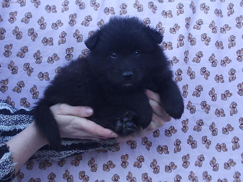 Foto: Štěně velkého černého špice B. Black Re-Jan Moravia-Štěně velkého černého špice B. Black Re-Jan Moravia