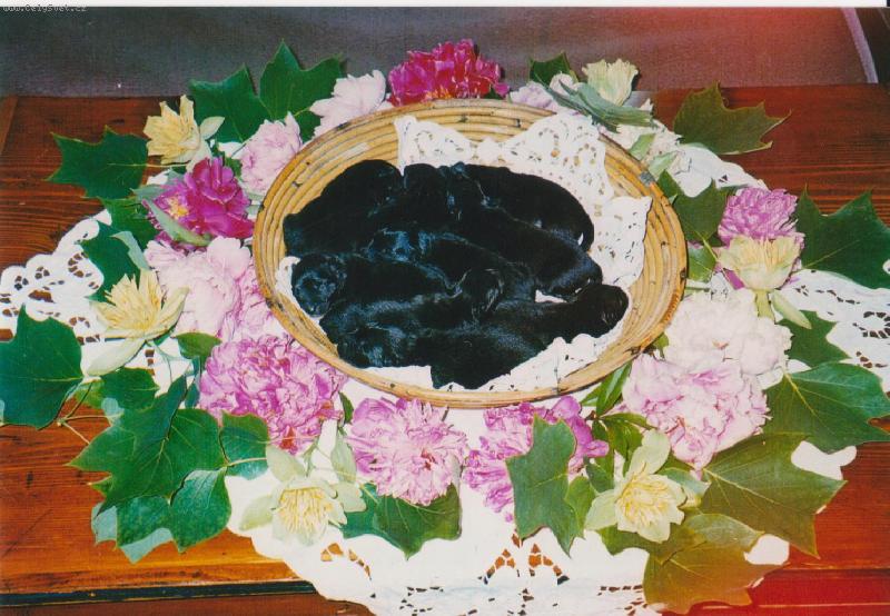 Foto: Štěňata velkého černého špice C.. Black Re-Jan Moravia-vrh C.. Black Re-Jan Moravia 2008