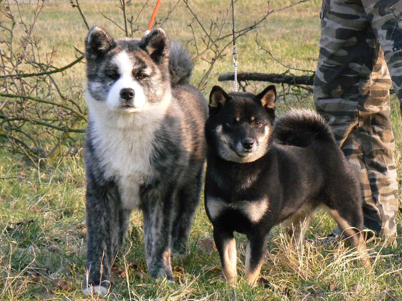 Foto: akita a shiba-Kaori a Piki vánoce 2008
