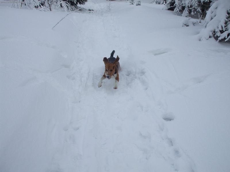 Foto: Roníček sníh miluje...